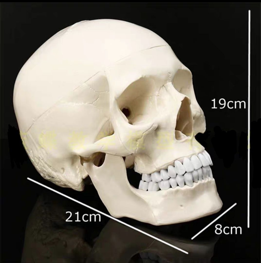 Анатомический муляж черепа анатомия человека