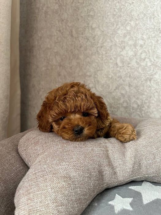 Той пудель - балдежные