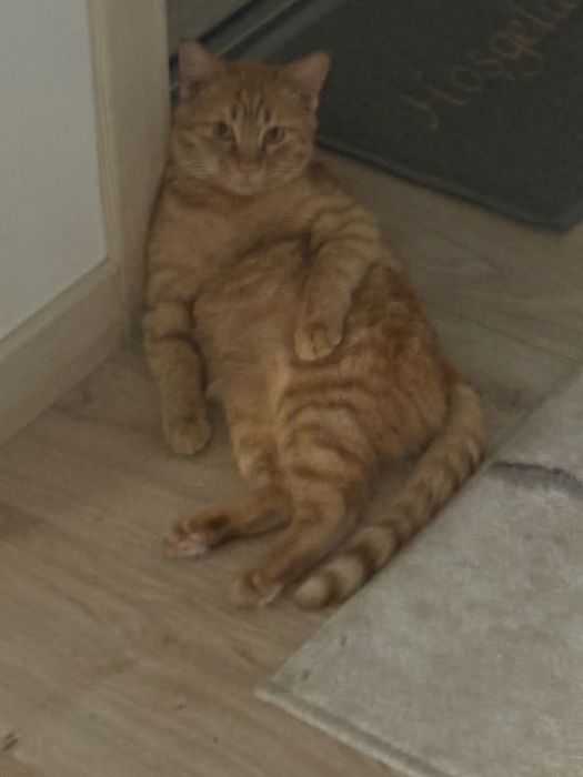 Котик в добрые руки