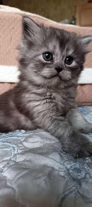 Скоттиш Фолд и Скоттиш Страйт