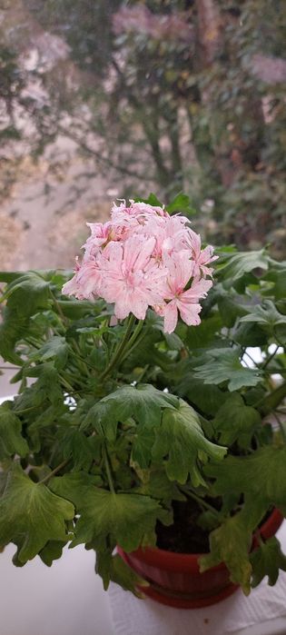 Герань с розовыми цветами