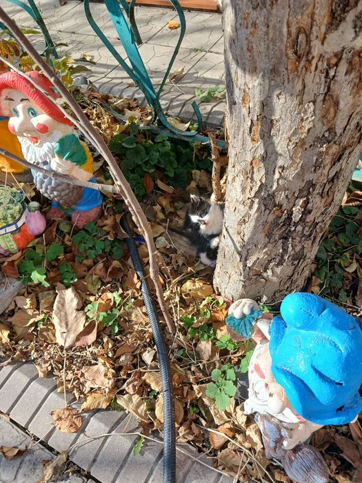 Мимишный кот крысолов