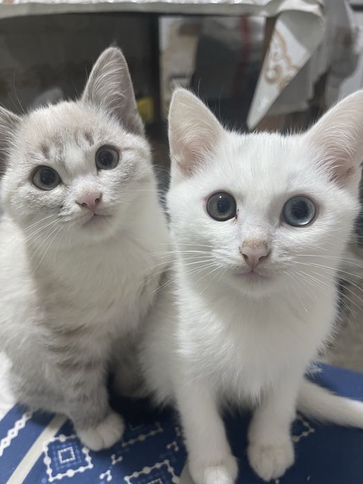 котенки сиамыский,и турецкая ангора