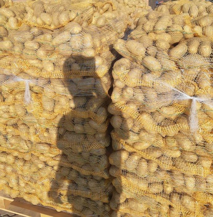 Vand cartofi consum,calibru 60+