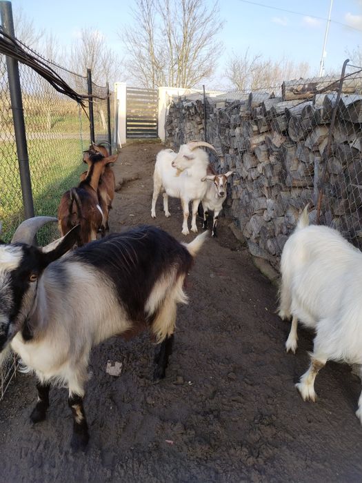 Vând capre.2 capre si 3 iede gestante  si un țap