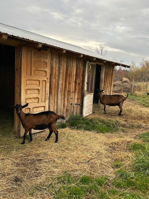 Vand capre si iedite