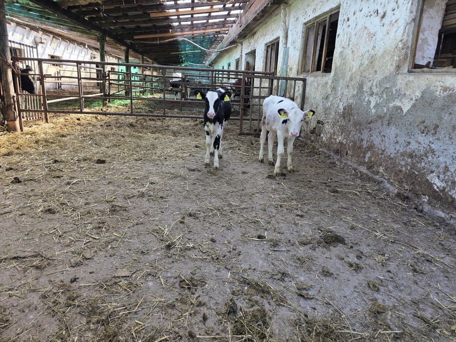 Vând vitele holstein