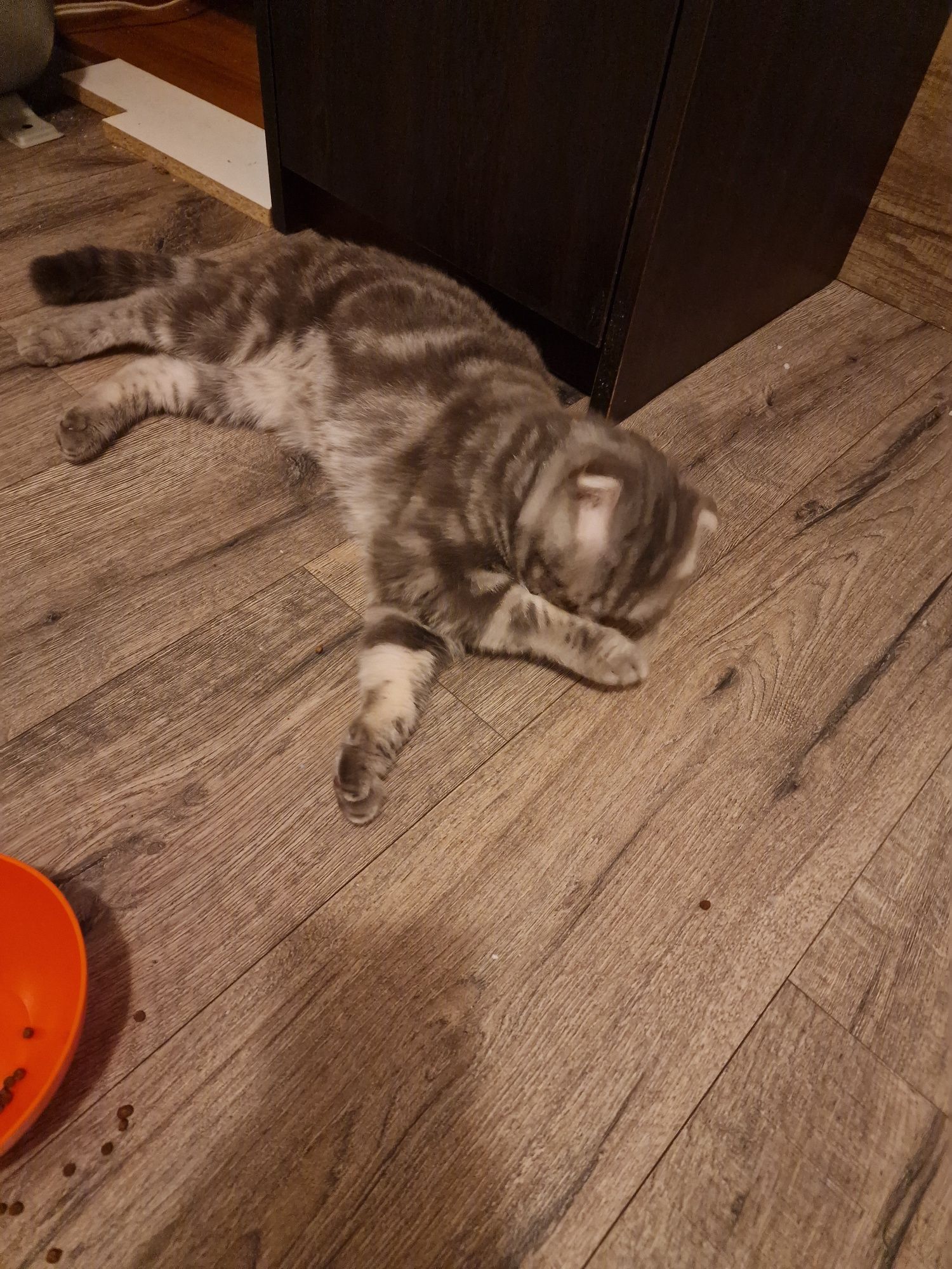 Британски клепоух котарак