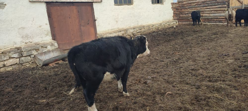 Продам телят по 5-6 месяцев подсосные