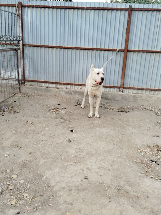 Oq ayiq alabay sotiladi