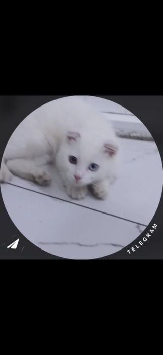 Honakilashgan qoʻlga oʻrgatilgan muhimi egasini yaxwi taniydi