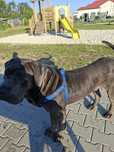 Donez cățel cane-corso