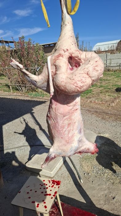 Жайдари уйда узимиз боккан кучкорла