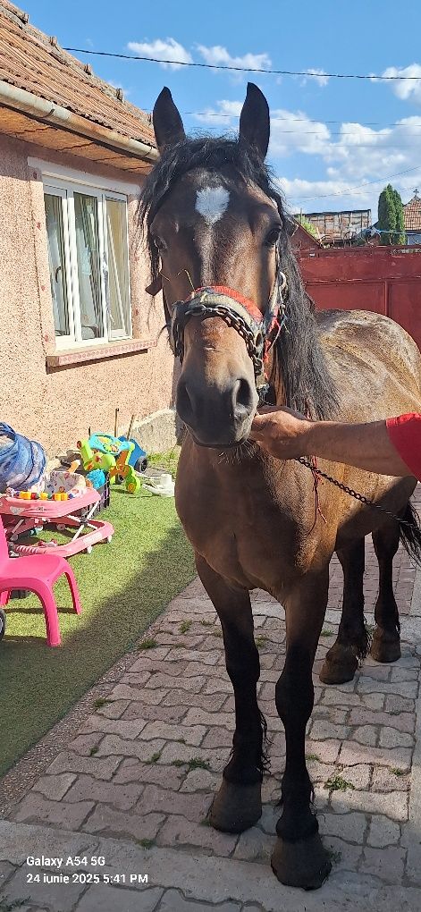 vând mânz de doi ani sau schimb cu vaca cu lapte