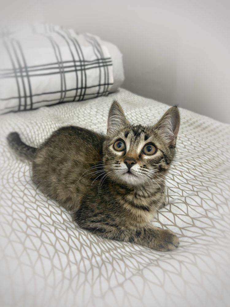 Котенок девочка 3 месяца