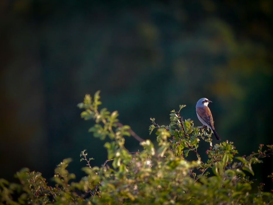 Panasonic Lumix G Vario 45-200mm f/4-5.6 OIS – MFT (Mk I)
Obiectiv în