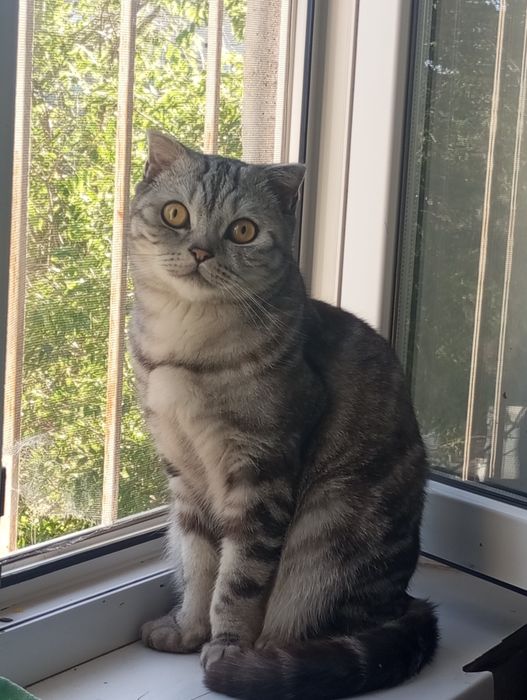Отдам кота в хорошие руки (бесплатно). Кострированный