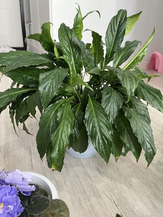 Продам цветы комнатные