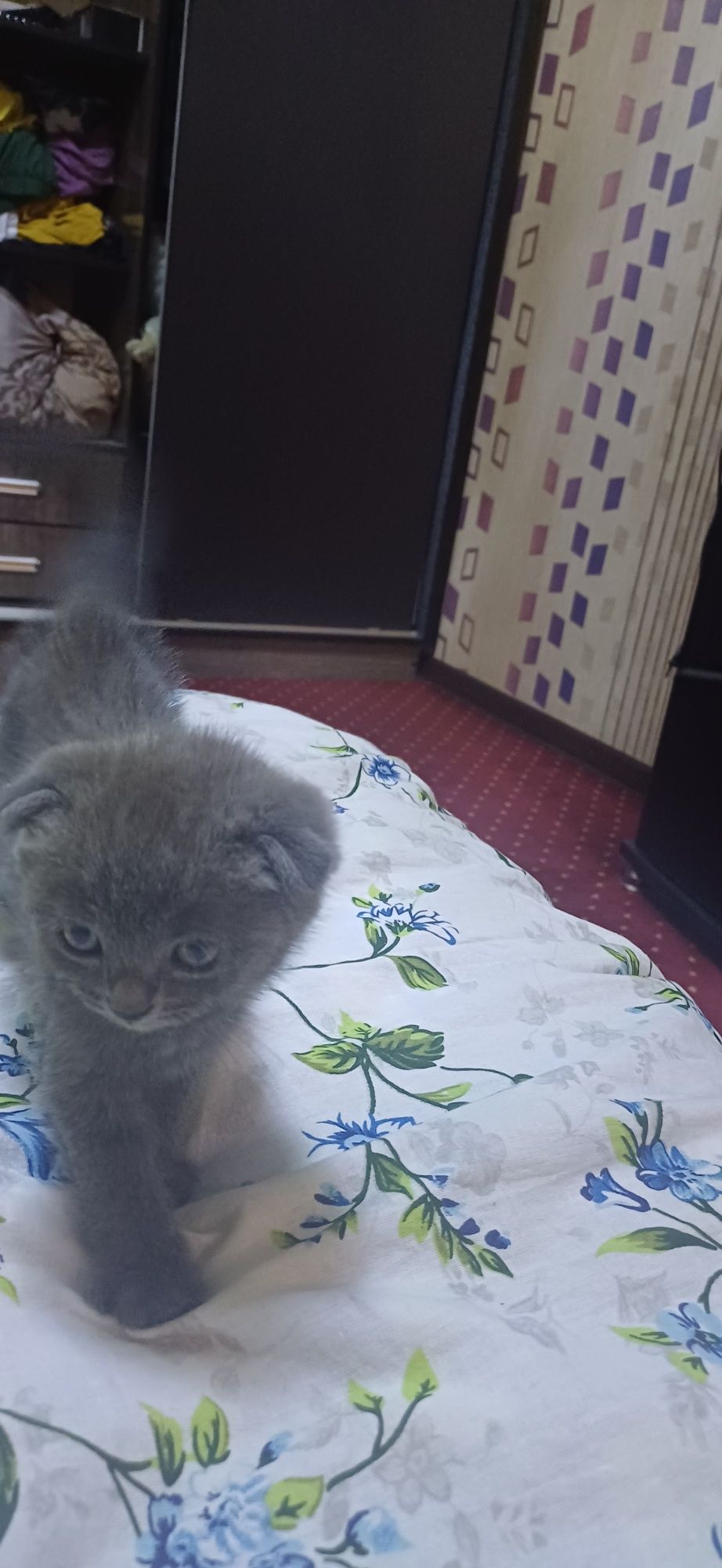 Скотиш фолд 1.5 месяцев