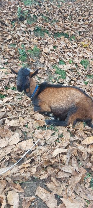 Vând țapi rasa Alpina Franceza