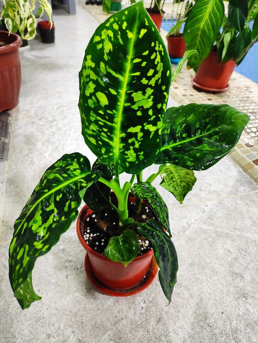 Дифенбахия рефлектор шикарный цвет электро