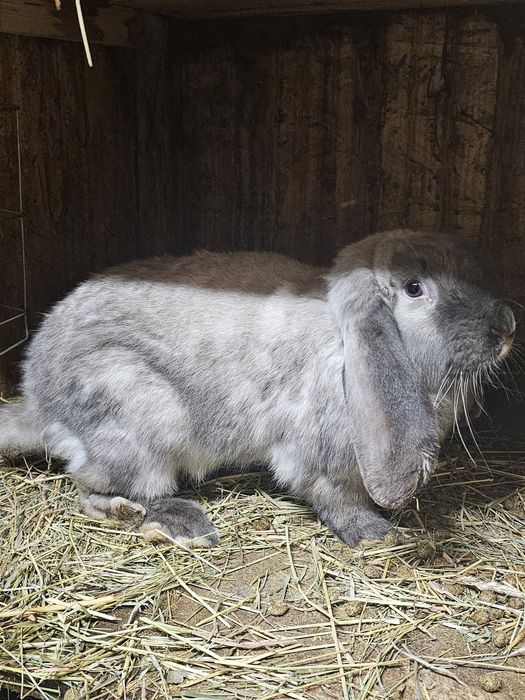 Berbec german sallander