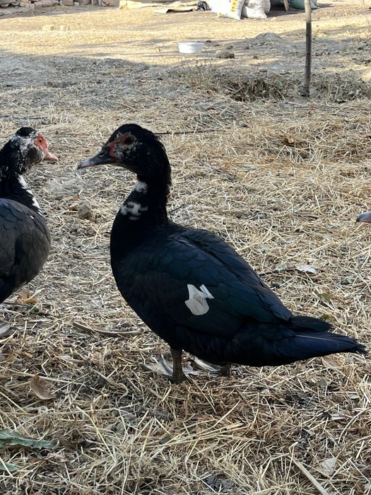 3 ta Qora Indutkalar sotiladi