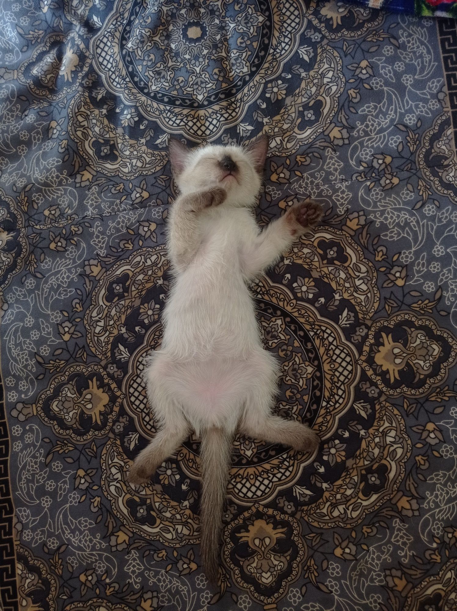 Siyamski mushuklar