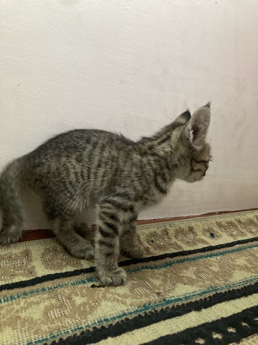 Продаётся кошки домашние бенгальская