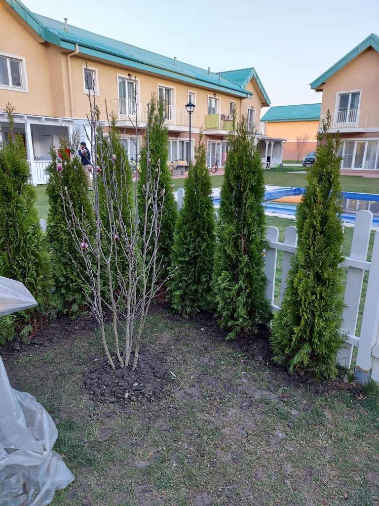 Leylandii chiparos tuia