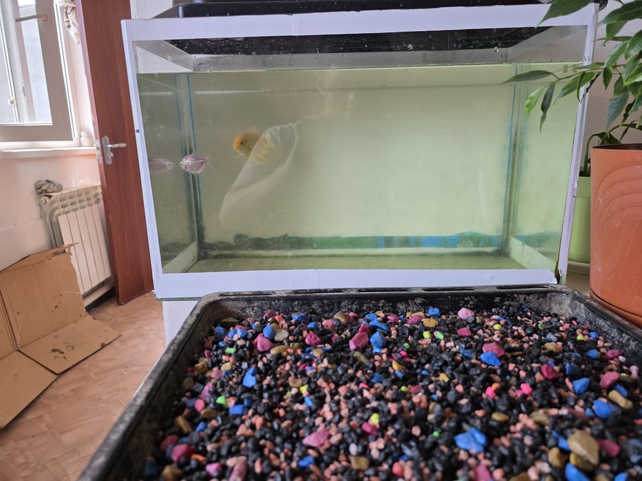 Аквариум,Картина