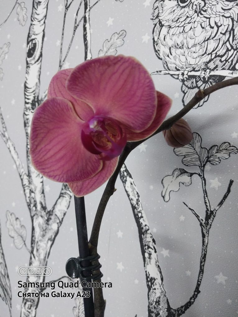 Комнатные цветы,орхидеи и много других