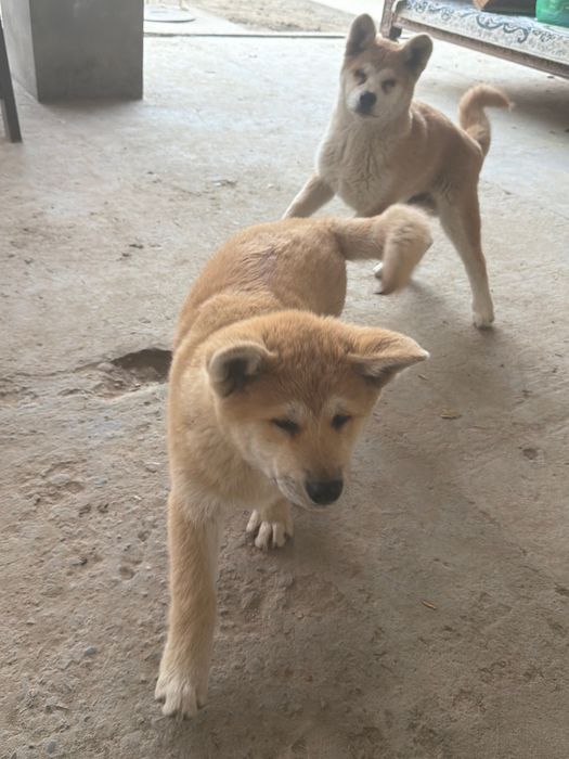 Шенки акита ину 3-месячные чистая парода