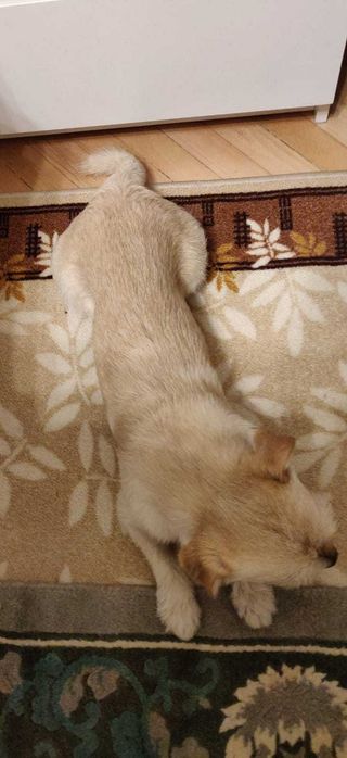 Caine talie mica spre adoptie :) se cheama Cremes/Micutul