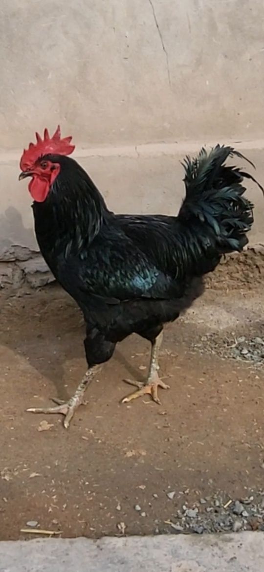 Qora Shaxzoda tuxumlari sotiladi