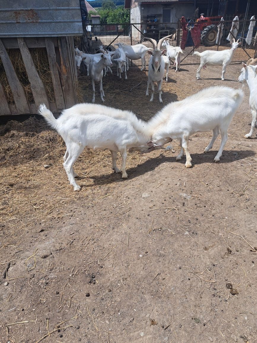 Vând țapișori sannen