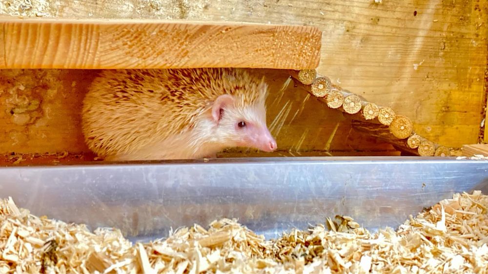 Декоративно таралежче