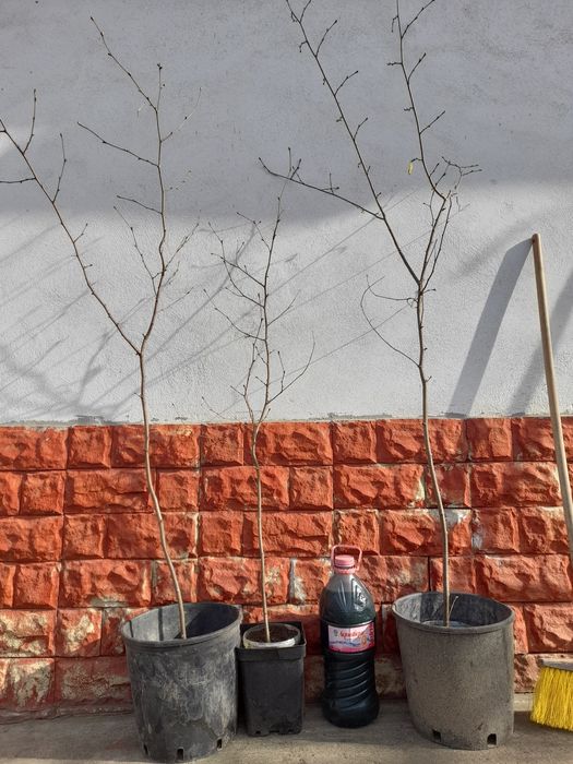 Vindem Merișor, alun