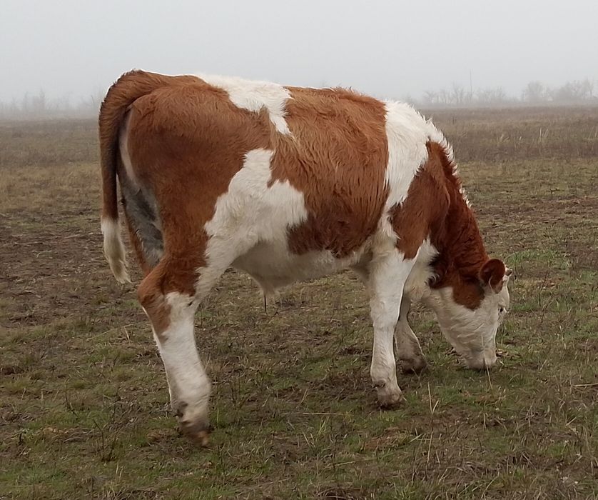 Продам Бычки подсос