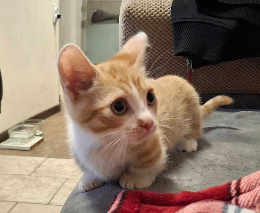 Коте с къси лапички / манчкин