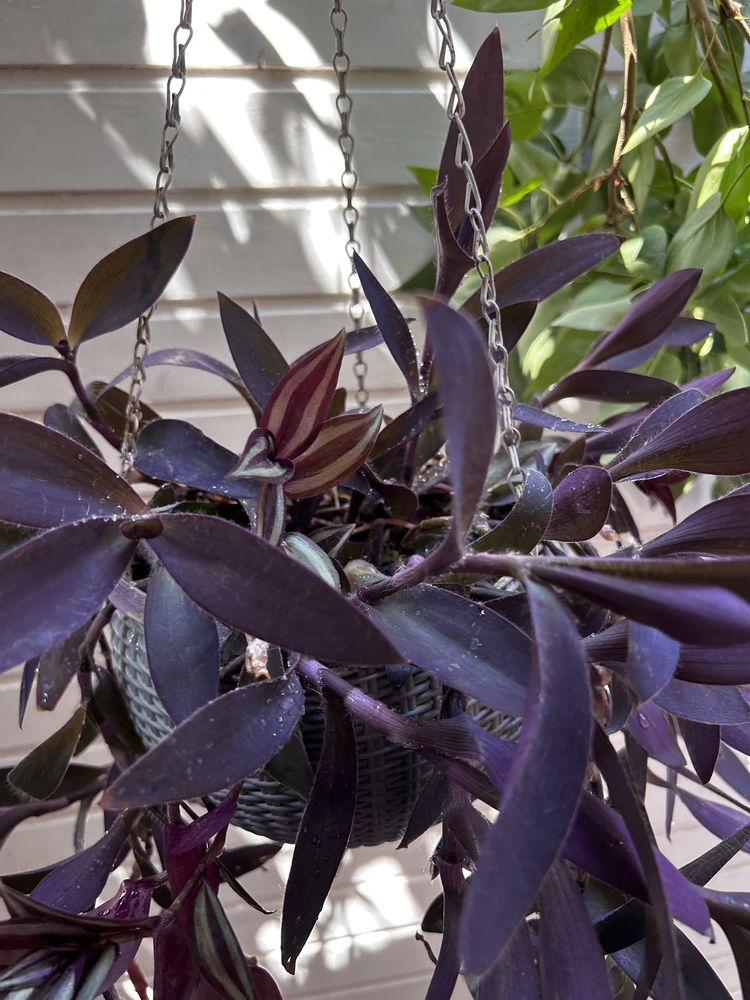 Растение традесканция фиолетовая и зебрина