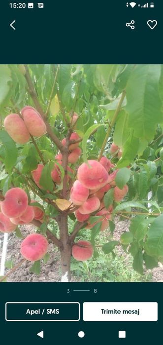 Pomi fructiferi pitici [Dwarf] soiuri de piersic