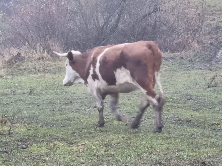 vand 2 vaci gestante