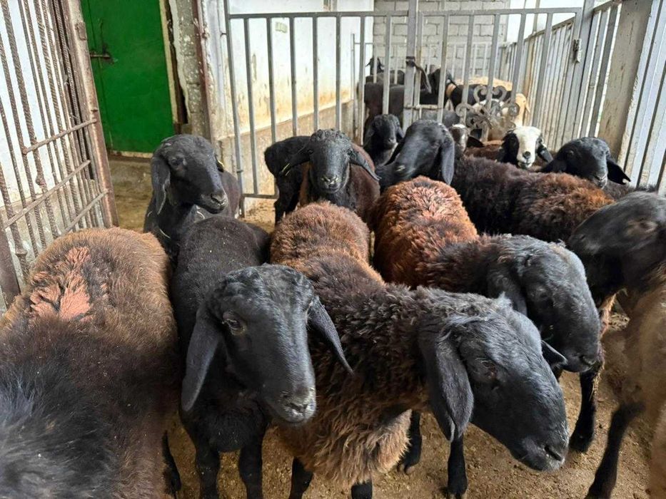 Тоқтылар мен қойлар сатылады