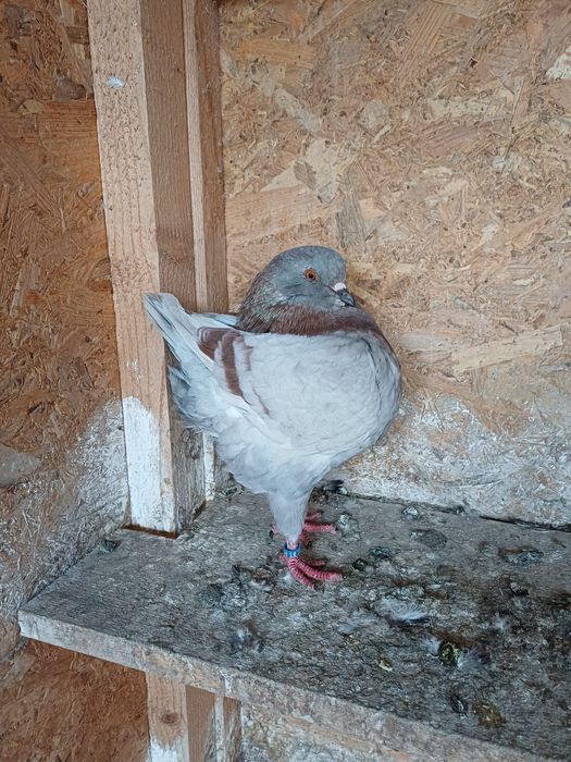 Porumbei King de vanzare