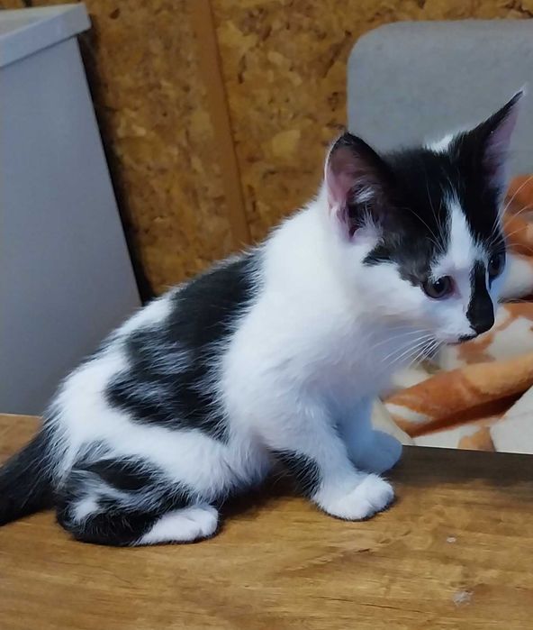 Подарявам мъжко коте