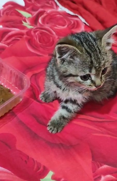 Котёнок девочка срочно заберите