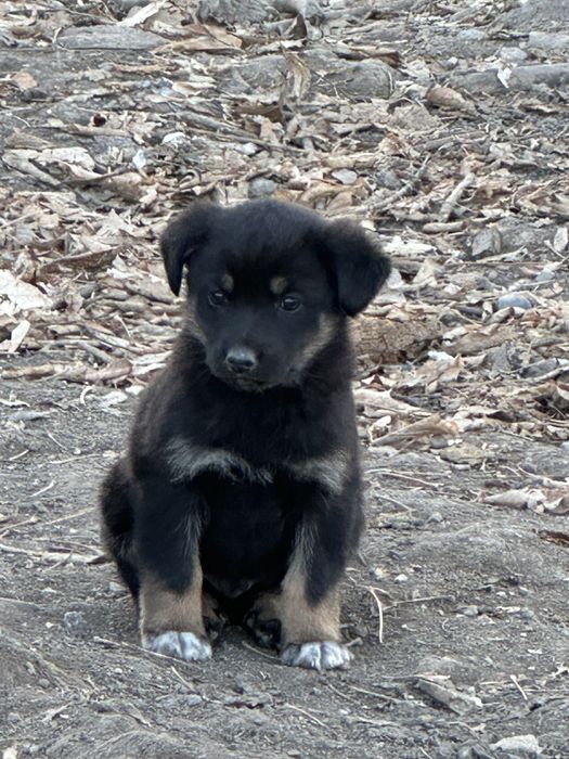 Щенки ищут дом. В добрые руки.