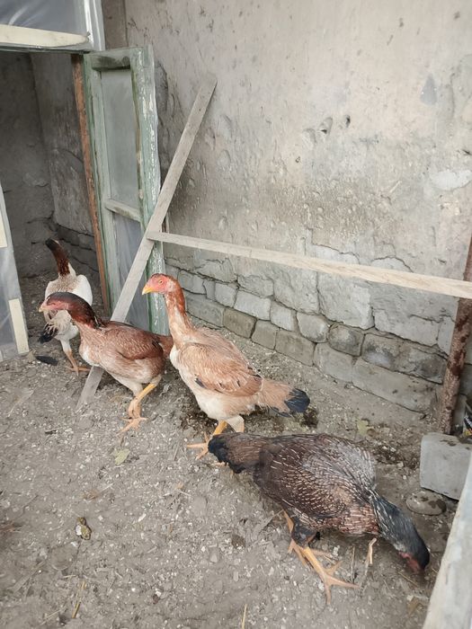 Tozza Dakan makiyonlar sotuvda