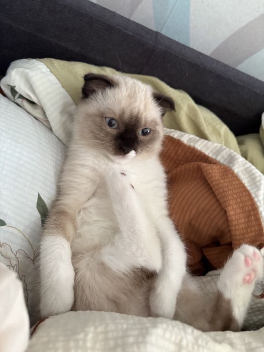 Котёнок шотландская вислоухая